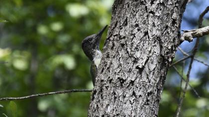 Grey-headed Woodpecker