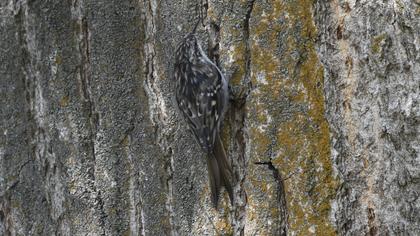 Eurasian Treecreeper