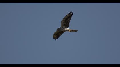 Montagu`s Harrier