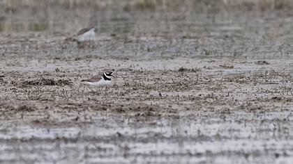 Common Ringed Plover