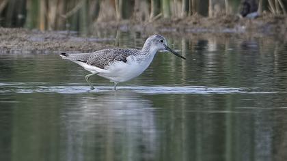 Common Greenshank