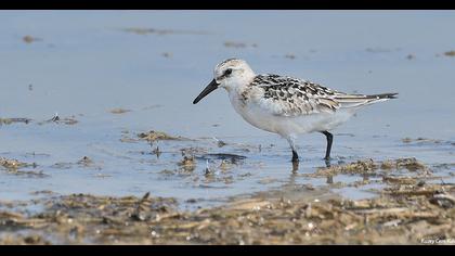 Sanderling
