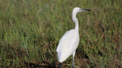 Little Egret