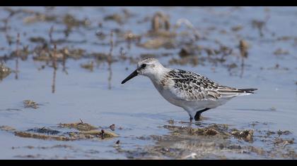 Sanderling