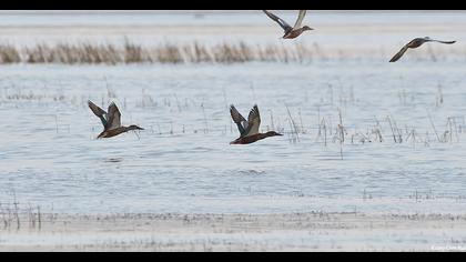 Northern Shoveler