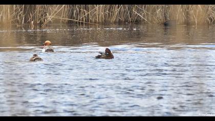 Ferruginous Duck