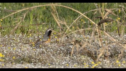 Common Redstart