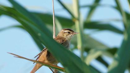 Sedge Warbler