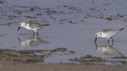 Sanderling