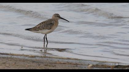 Curlew Sandpiper