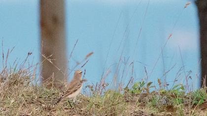 Isabelline Wheatear