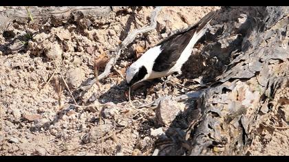 Black-eared Wheatear