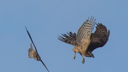 Northern Goshawk