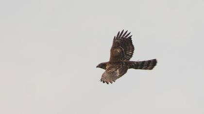 Northern Goshawk