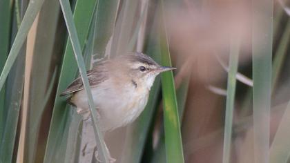 Sedge Warbler