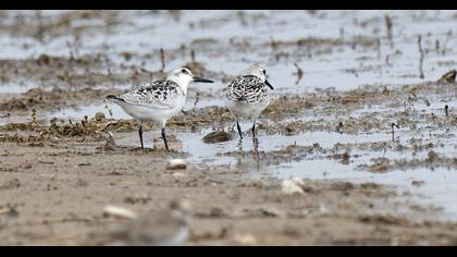 Sanderling