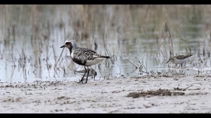Grey Plover