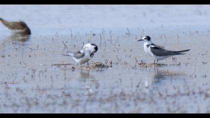 Black Tern