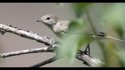 Garden Warbler