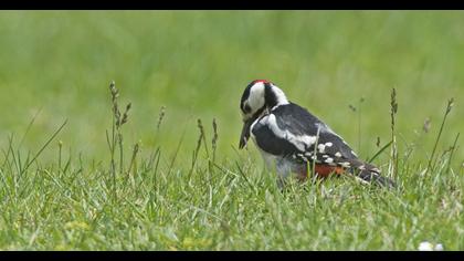 Great Spotted Woodpecker