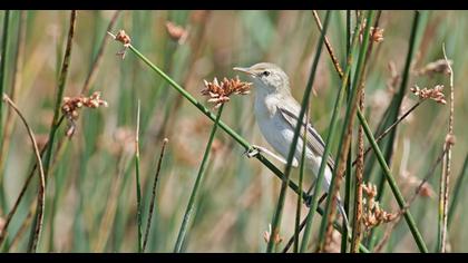 Savi`s Warbler