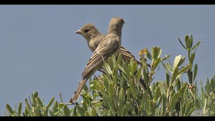 Black-headed Bunting