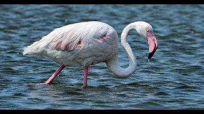 Greater Flamingo