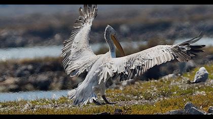 Dalmatian Pelican