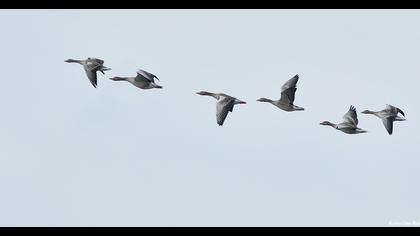 Greylag Goose