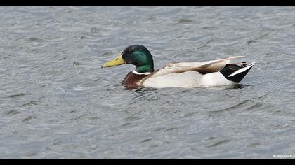 Mallard