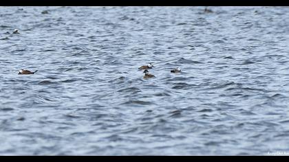 White-headed Duck