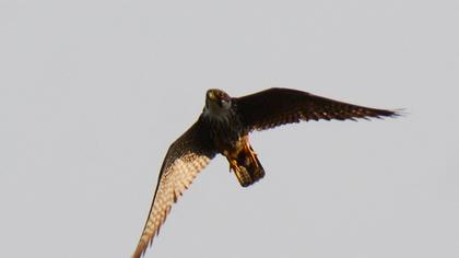 Eurasian Hobby
