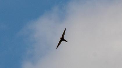 Common Swift