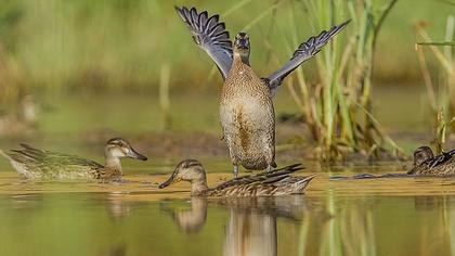 Garganey