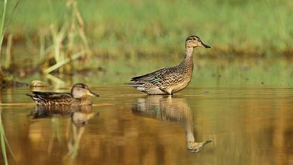 Eurasian Teal