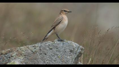 Northern Wheatear