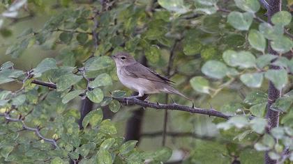 Garden Warbler