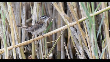 Moustached Warbler