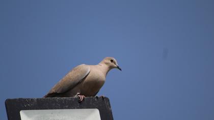 Eurasian Collared Dove