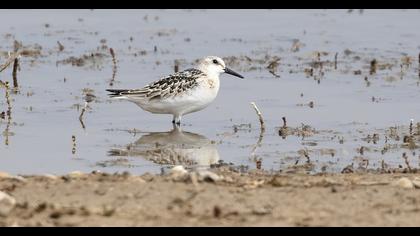 Sanderling