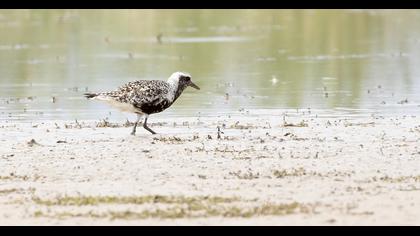 Grey Plover