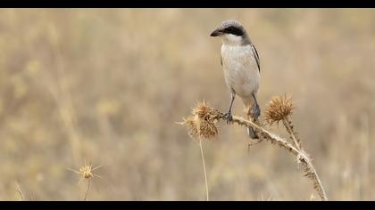 Lesser Grey Shrike