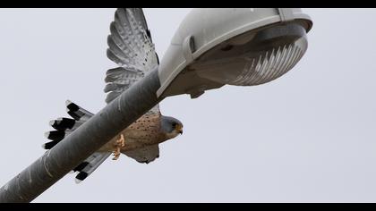Common Kestrel