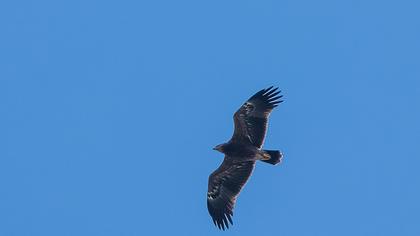 Steppe Eagle
