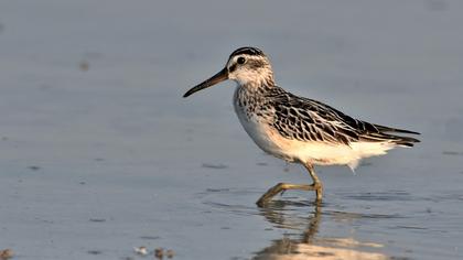 Broad-billed Sandpiper