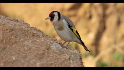 European Goldfinch