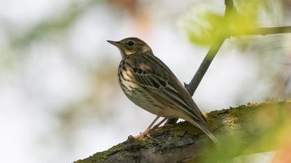 Tree Pipit