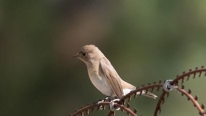 Red-breasted Flycatcher