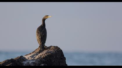 European Shag