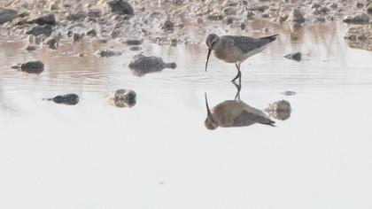 Curlew Sandpiper
